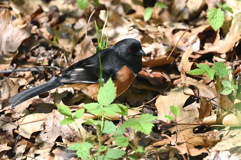 Towhee, Eastern, 2025-05077447 Parker River NWR, MA.JPG - Eastern Towhee. Parker River National Wildlife Refuge, MA, 5-7-2025